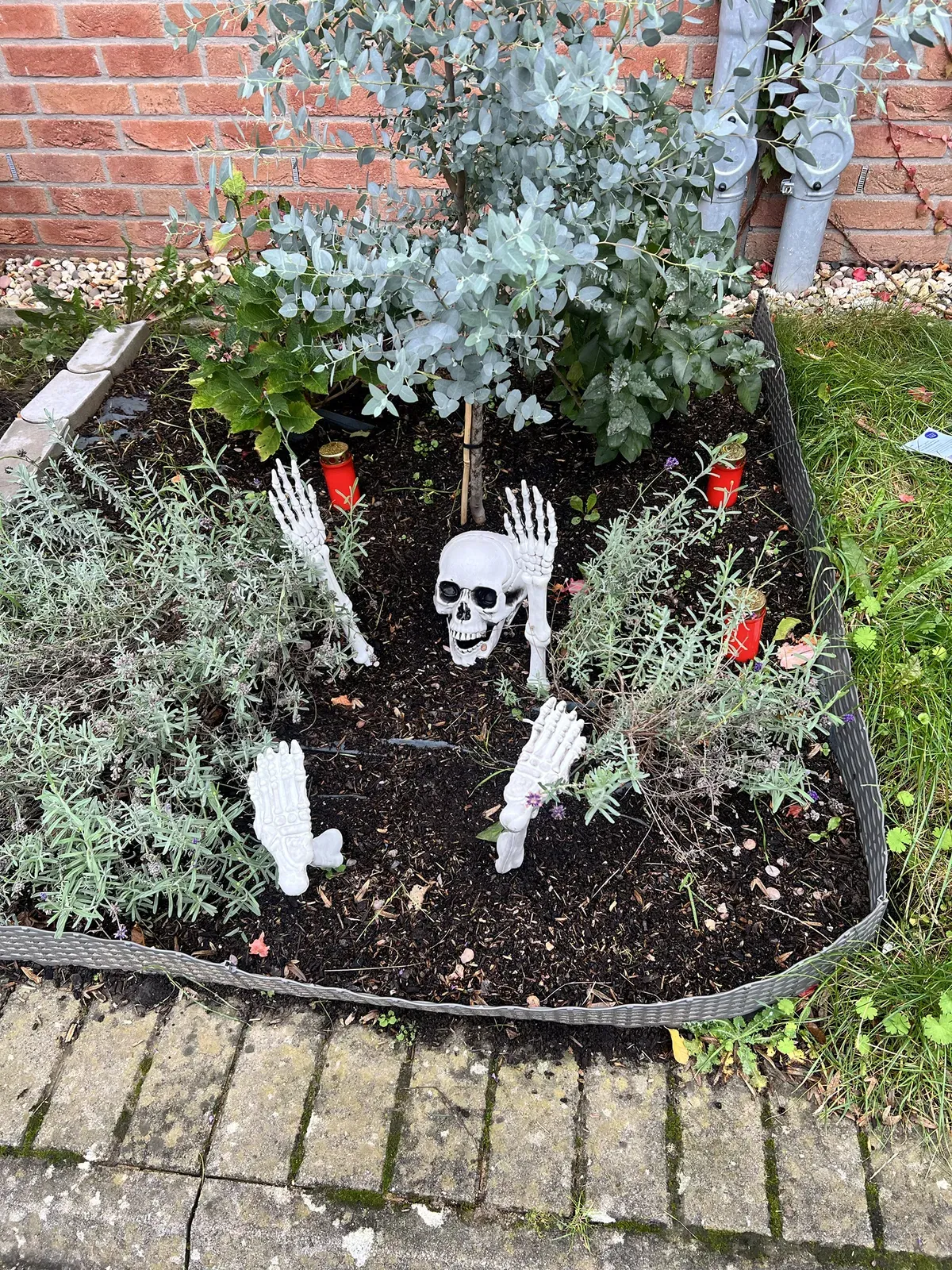 Vorgarten mit Lavendel und Eukalyptus, aus der Erde ragen Totenkopf, Hände und Füße eines Plastikskeletts, dazwischen rote Grablichter